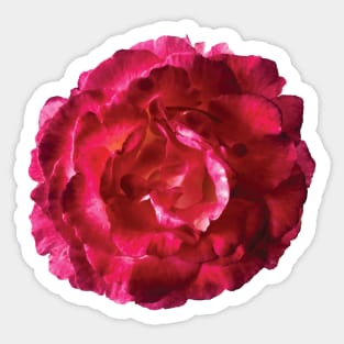 China Rose in Bloom Sticker